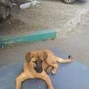 Подробнее об объявлении «Пропала собака Владивосток» Фото: пропала собака  «Пропала собака Владивосток» в г. Владивосток