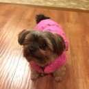 Подробнее об объявлении «Пропала собака кобель Конаково» Фото: пропала собака Йоркширский терьер «Пропала собака кобель Конаково» в г. Конаково