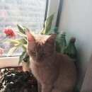 Подробнее об объявлении «Найден кот рыжий кот в е, микрорайоне-в. на вид год-два. Троицк» Фото: найдена кошка  «Найден кот рыжий кот в е, микрорайоне-в. на вид...» в г. Троицк