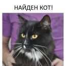 Подробнее об объявлении «Найден кот Санкт-Петербург» Фото: найдена кошка  «Найден кот Санкт-Петербург» в г. Санкт-Петербург