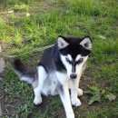 Подробнее об объявлении «Пропала собака кобель Санкт-Петербург» Фото: пропала собака Сибирская хаски «Пропала собака кобель Санкт-Петербург» в г. Санкт-Петербург