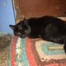 Подробнее об объявлении «Найдена кошка Березовский (Свердловская обл.)» Фото: найдена кошка  «Найдена кошка Березовский (Свердловская обл.)» в г. Березовский (Свердловская обл.)