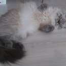 Подробнее об объявлении «Пропала кошка Кемерово» Фото: пропала кошка Невская маскарадная «Пропала кошка Кемерово» в г. Кемерово