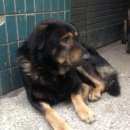 Подробнее об объявлении «Москва Найдена собака кобель» Фото: найдена собака  «Москва Найдена собака кобель» в г. Москва