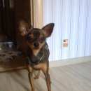 Подробнее об объявлении «Подольск Пропала собака кобель» Фото: пропала собака Той-терьер «Подольск Пропала собака кобель» в г. Подольск