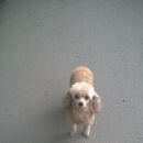 Подробнее об объявлении «Пропала собака Санкт-Петербург» Фото: пропала собака Пудель «Пропала собака Санкт-Петербург» в г. Санкт-Петербург