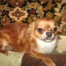 Подробнее об объявлении «Пропала собака кобель Санкт-Петербург» Фото: пропала собака Чихуахуа «Пропала собака кобель Санкт-Петербург» в г. Санкт-Петербург