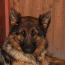 Подробнее об объявлении «Найдена собака длинношерстная немка Алабино» Фото: найдена собака Немецкая овчарка «Найдена собака длинношерстная немка Алабино» в г. Алабино