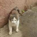 Подробнее об объявлении «Найден кот Люберцы» Фото: найдена кошка  «Найден кот Люберцы» в г. Люберцы