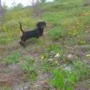 Подробнее об объявлении «Геленджик Пропала собака кобель» Фото: пропала собака Такса «Геленджик Пропала собака кобель» в г. Геленджик