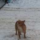 Подробнее об объявлении «Пропала собака кобель Нижний Новгород» Фото: пропала собака  «Пропала собака кобель Нижний Новгород» в г. Нижний Новгород