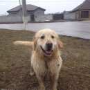 Подробнее об объявлении «Белгород Найдена собака кобель голден ретривер» Фото: найдена собака Голден ретривер «Белгород Найдена собака кобель голден ретривер» в г. Белгород