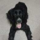 Подробнее об объявлении «Подольск Пропала собака» Фото: пропала собака Американский кокер-спаниель «Подольск Пропала собака» в г. Подольск