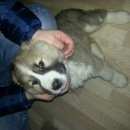 Подробнее об объявлении «Пропала собака кобель Черкизово» Фото: пропала собака Среднеазиатская овчарка «Пропала собака кобель Черкизово» в г. Черкизово