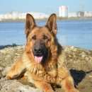 Подробнее об объявлении «Пропала собака кобель Нефтеюганск» Фото: пропала собака Немецкая овчарка «Пропала собака кобель Нефтеюганск» в г. Нефтеюганск