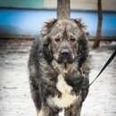 Подробнее об объявлении «Электроугли Пропала собака кобель» Фото: пропала собака Кавказская овчарка «Электроугли Пропала собака кобель» в г. Электроугли