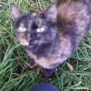 Подробнее об объявлении «Найден кот Москва» Фото: найдена кошка  «Найден кот Москва» в г. Москва