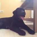 Подробнее об объявлении «Пропала собака кобель Самара» Фото: пропала собака Лабрадор ретривер «Пропала собака кобель Самара» в г. Самара