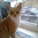 Подробнее об объявлении «Рязань Найдена кошка» Фото: найдена кошка  «Рязань Найдена кошка» в г. Рязань