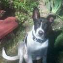 Подробнее об объявлении «Пропала собака кобель Химки» Фото: пропала собака  «Пропала собака кобель Химки» в г. Химки