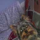 Подробнее об объявлении «Подольск Пропала собака кобель йоркширский терьер» Фото: пропала собака Йоркширский терьер «Подольск Пропала собака кобель йоркширский терьер» в г. Подольск