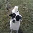 Подробнее об объявлении «Пропала собака кобель бим Санкт-Петербург» Фото: пропала собака  «Пропала собака кобель бим Санкт-Петербург» в г. Санкт-Петербург