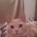 Подробнее об объявлении «Тверь Пропала кошка» Фото: пропала кошка  «Тверь Пропала кошка» в г. Тверь