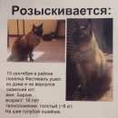 Подробнее об объявлении «Москва Пропал кот сиамский кот» Фото: пропала кошка Сиамская «Москва Пропал кот сиамский кот» в г. Москва