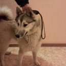 Подробнее об объявлении «Найдена собака Краснодар» Фото: найдена собака  «Найдена собака Краснодар» в г. Краснодар