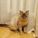 Подробнее об объявлении «Ставрополь Найдена кошка» Фото: найдена кошка  «Ставрополь Найдена кошка» в г. Ставрополь