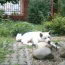 Подробнее об объявлении «Краснодар Пропала собака кобель» Фото: пропала собака Акита-ину «Краснодар Пропала собака кобель» в г. Краснодар