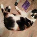 Подробнее об объявлении «Лобня Пропала кошка» Фото: пропала кошка  «Лобня Пропала кошка» в г. Лобня