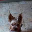 Подробнее об объявлении «Пропала собака кобель йорк Лыткарино» Фото: пропала собака Йоркширский терьер «Пропала собака кобель йорк Лыткарино» в г. Лыткарино