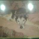 Подробнее об объявлении «Пропала собака кобель внимание пролетарский район, привокзальная площадь Тверь» Фото: пропала собака  «Пропала собака кобель внимание пролетарский...» в г. Тверь