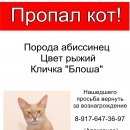 Подробнее об объявлении «Волгоград Пропал кот» Фото: пропала кошка Абиссинская «Волгоград Пропал кот» в г. Волгоград