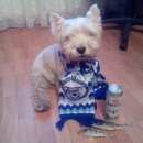 Подробнее об объявлении «Пропала собака кобель Санкт-Петербург» Фото: пропала собака Вест хайленд уайт терьер «Пропала собака кобель Санкт-Петербург» в г. Санкт-Петербург