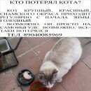 Подробнее об объявлении «Найден кот Тверь» Фото: найдена кошка Сиамская «Найден кот Тверь» в г. Тверь