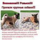 Подробнее об объявлении «Новокузнецк Пропала собака 2 крупные собаки» Фото: пропала собака  «Новокузнецк Пропала собака 2 крупные собаки» в г. Новокузнецк