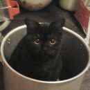 Подробнее об объявлении «Пропала кошка Челябинск» Фото: пропала кошка Британская короткошерстная «Пропала кошка Челябинск» в г. Челябинск