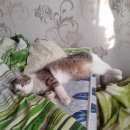 Подробнее об объявлении «Пропал кот зовут томас Оренбург» Фото: пропала кошка  «Пропал кот зовут томас Оренбург» в г. Оренбург