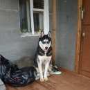 Подробнее об объявлении «Оренбург Пропала собака кобель сибирский хаски» Фото: пропала собака Сибирская хаски «Оренбург Пропала собака кобель сибирский хаски» в г. Оренбург