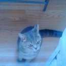 Подробнее об объявлении «Найден кот Реутов» Фото: найдена кошка  «Найден кот Реутов» в г. Реутов