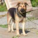 Подробнее об объявлении «Пропала собака кобель Санкт-Петербург» Фото: пропала собака  «Пропала собака кобель Санкт-Петербург» в г. Санкт-Петербург