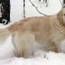 Подробнее об объявлении «Пропала собака кобель Пермь» Фото: пропала собака Голден ретривер «Пропала собака кобель Пермь» в г. Пермь