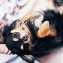 Подробнее об объявлении «Пропала собака кобель Большая Ижора» Фото: пропала собака Чихуахуа «Пропала собака кобель Большая Ижора» в г. Большая Ижора