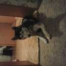 Подробнее об объявлении «Найдена собака во Фрязино» Фото: найдена собака Сибирская «Найдена собака во Фрязино» в г. Фрязино