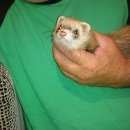 Подробнее об объявлении «Новосибирск Пропал хорек» Фото: пропало другое животное  «Новосибирск Пропал хорек» в г. Новосибирск