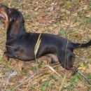 Подробнее об объявлении «Омск Пропала собака кобель, такса» Фото: пропала собака Такса «Омск Пропала собака кобель, такса» в г. Омск