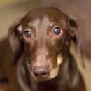 Подробнее об объявлении «Пропала собака кобель Санкт-Петербург» Фото: пропала собака Такса «Пропала собака кобель Санкт-Петербург» в г. Санкт-Петербург