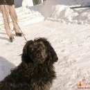 Подробнее об объявлении «Пропала собака кобель Пермь» Фото: пропала собака  «Пропала собака кобель Пермь» в г. Пермь